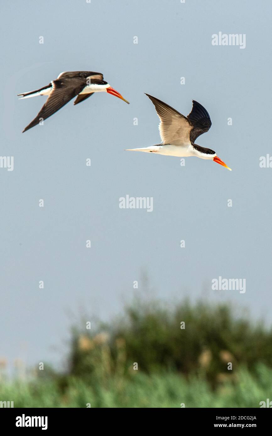 African skimmer fishing hires stock photography and images Alamy