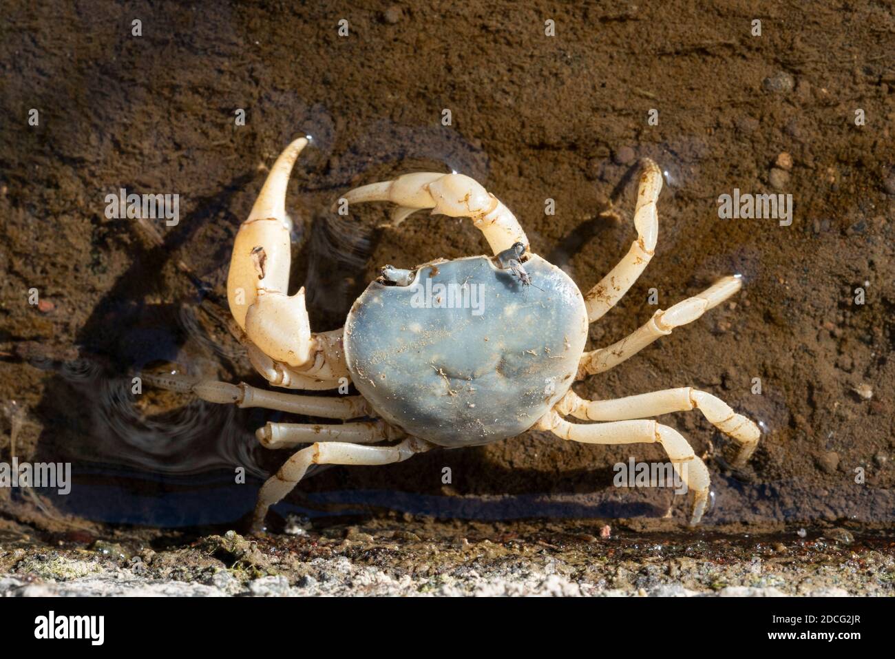 Japanese Freshwater Crab (Geothelphusa dehaani ) blue type
