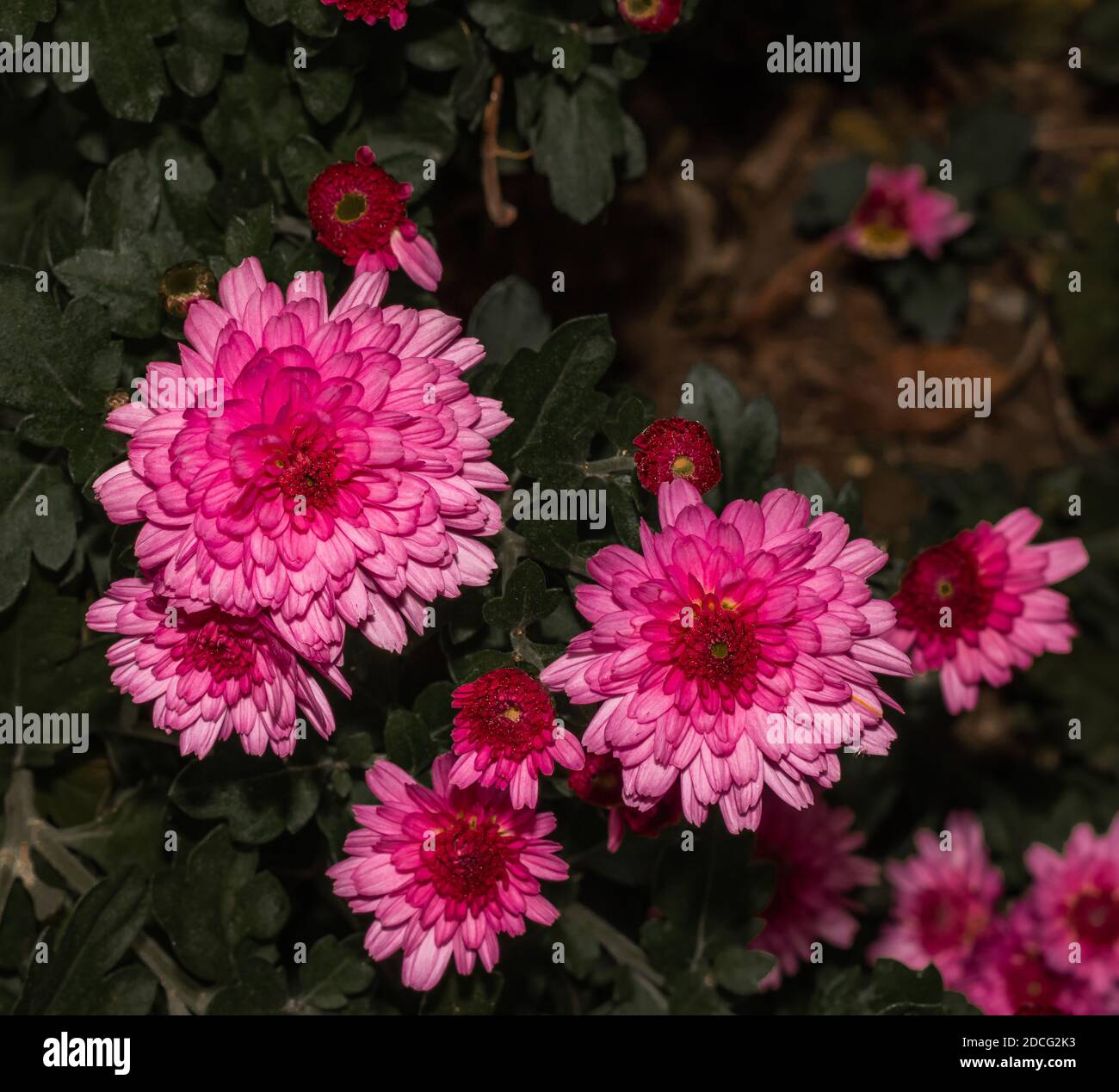Chrysanthemum weed hires stock photography and images Alamy