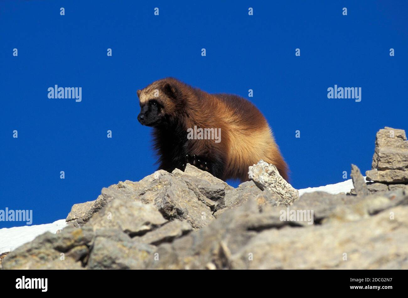 NORTH AMERICAN WOLVERINE gulo gulo luscus, ADULT STANDING ON ROCK, CANADA Stock Photo