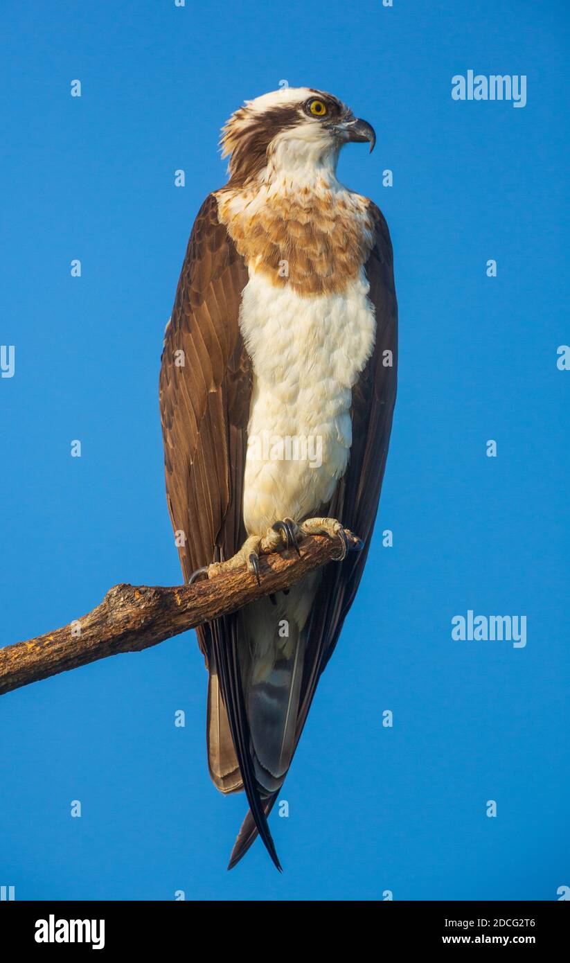 Wildlife of karnataka hi-res stock photography and images - Alamy Wildlife of karnataka hi-res stock photography and images - Alamy