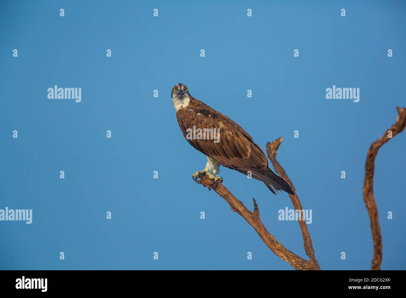 An Osprey sitting on a branch against clear blue sky (location - Bhadra ...