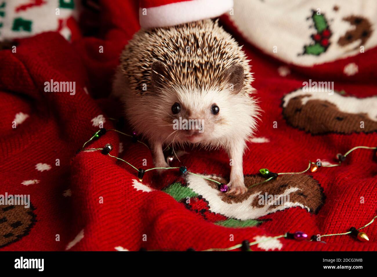A Christmas Hedgehog Stock Photo