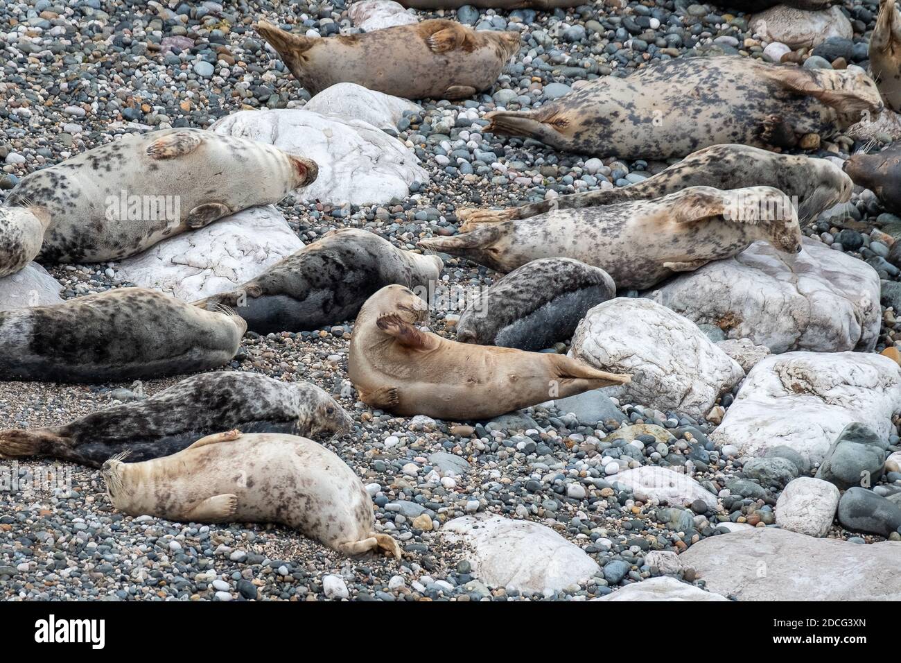 Grey Seals with Pups Waving, Little Orme, Llandudno Stock Photo - Alamy