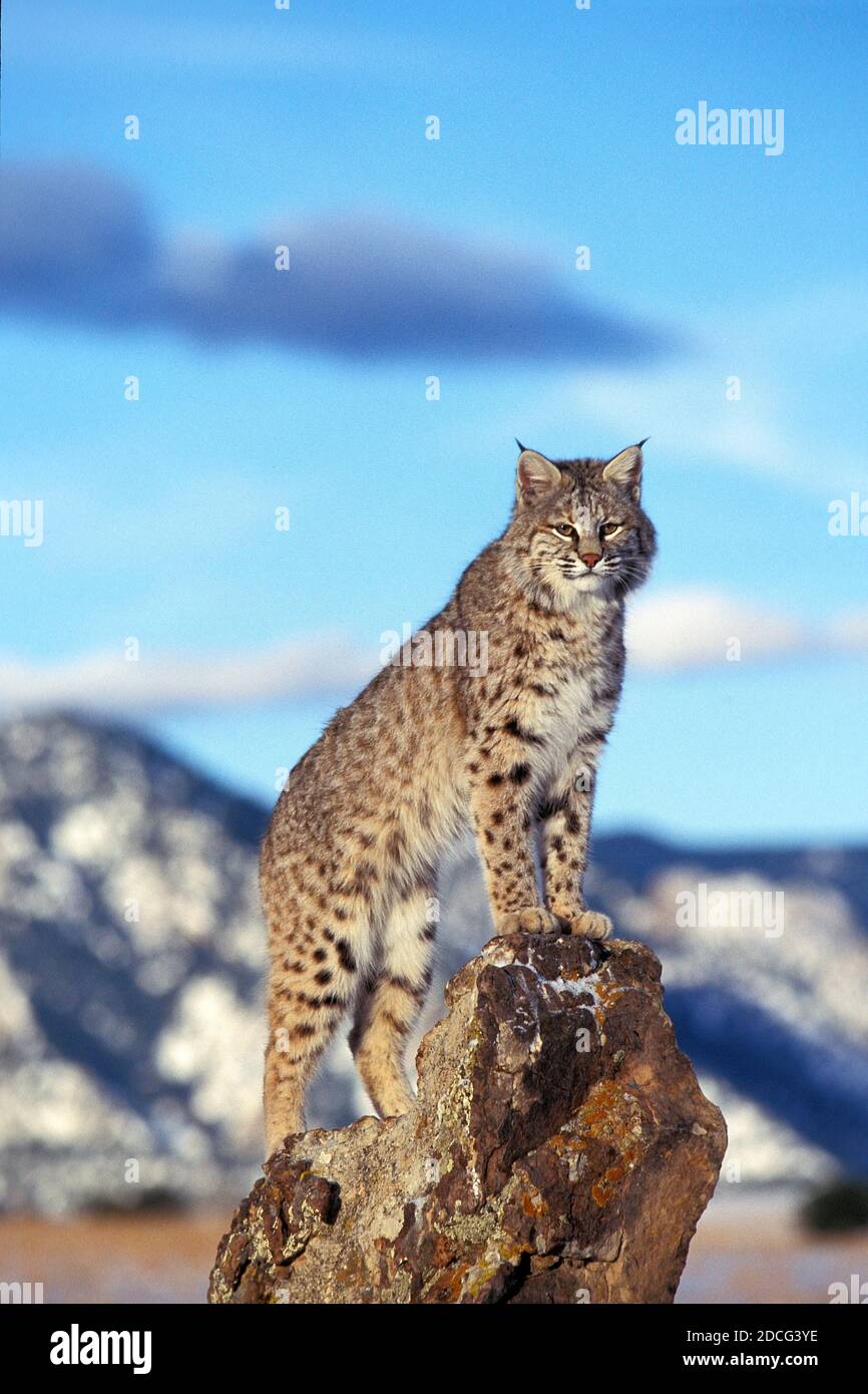 Linx Rufus Lynx cat looking around winter hi-res stock photography and images - Alamy