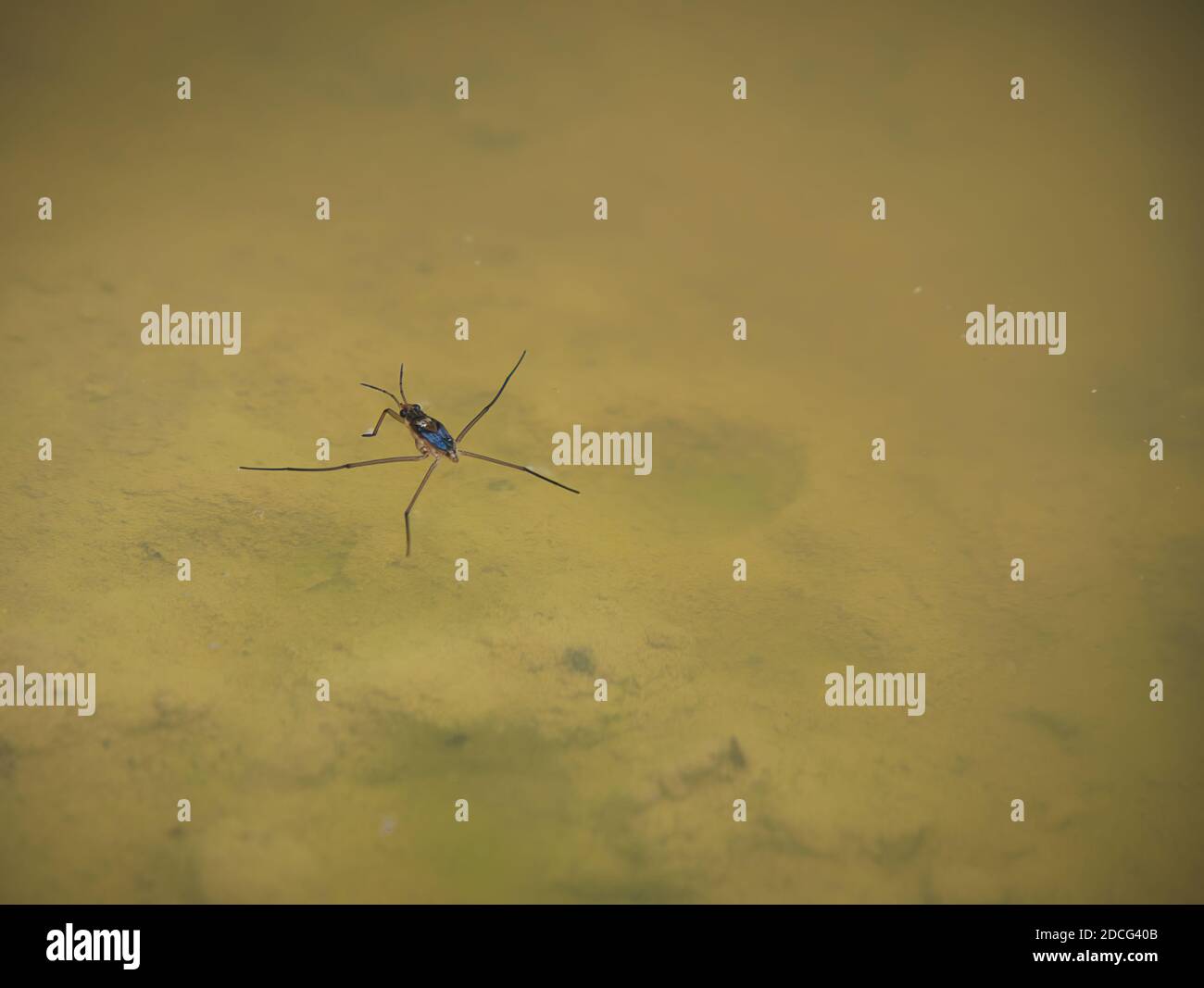 The water surface tension is visible when the water strider's feet come