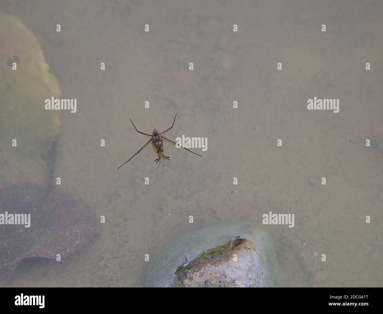 The water surface tension is visible when the water strider's feet come