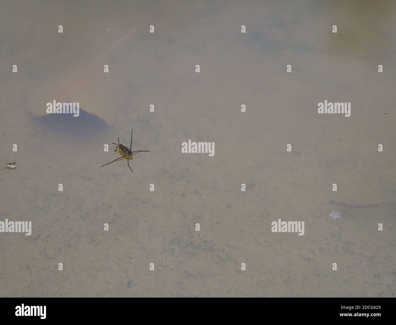 The water surface tension is visible when the water strider's feet come