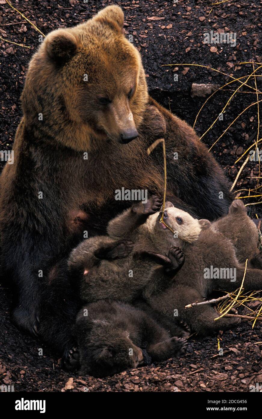 BROWN BEAR ursus arctos, MOTHER WITH CUB Stock Photo - Alamy
