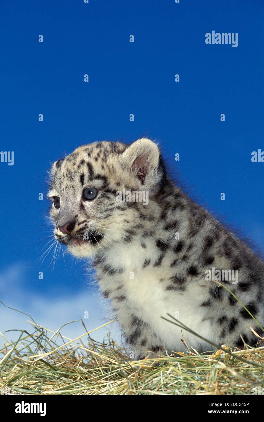 SNOW LEOPARD OR OUNCE uncia uncia, CUB SITTING Stock Photo