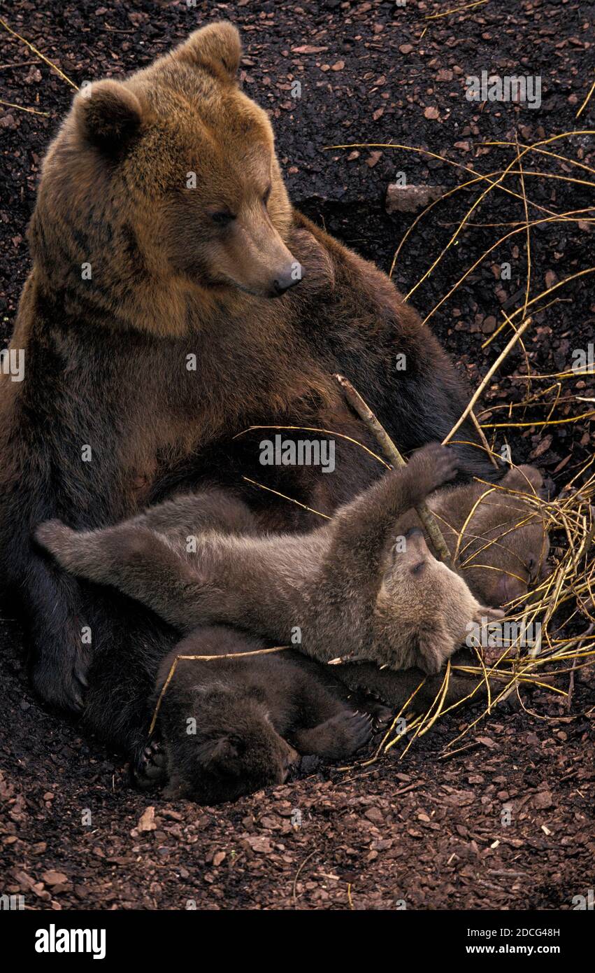 BROWN BEAR ursus arctos, MOTHER WITH CUB Stock Photo - Alamy