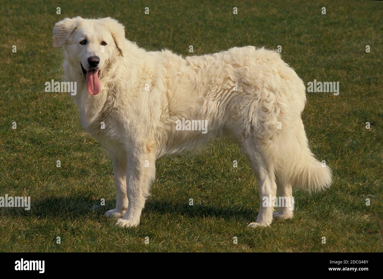 Hungarian best sale kuvasz dog