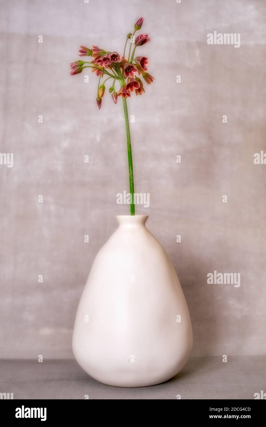 Vase mit Kalnchoe vor silbernem Hintergrund Stock Photo