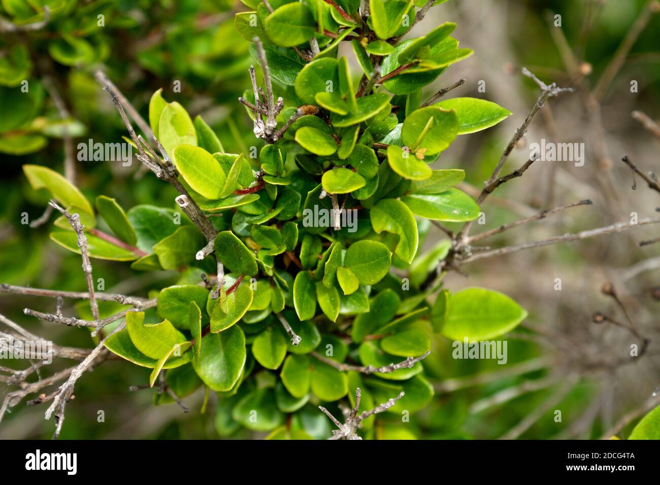 Leaves of the Myrtus communis, the common myrtle or true myrtle, Brijuni National Park Stock Photo