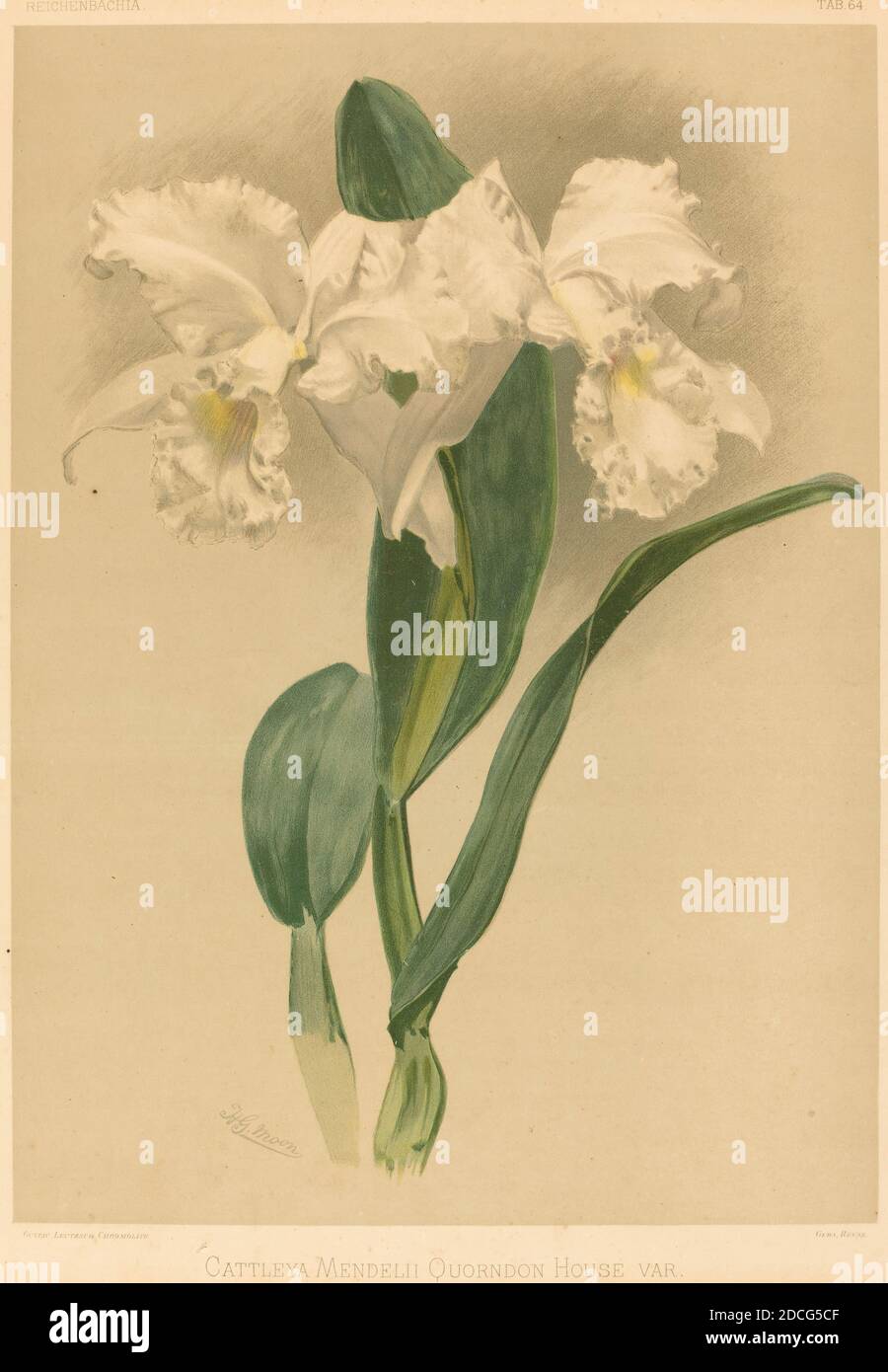 Gustav Leutzsch, (artist), German (?), active 19th century, Henry George Moon, (artist after), British, 1857 - 1905, Cattleya Mendelii Quorndon House Var., Sander's 'Reichenbachia': pl.64, (series), color lithograph Stock Photo