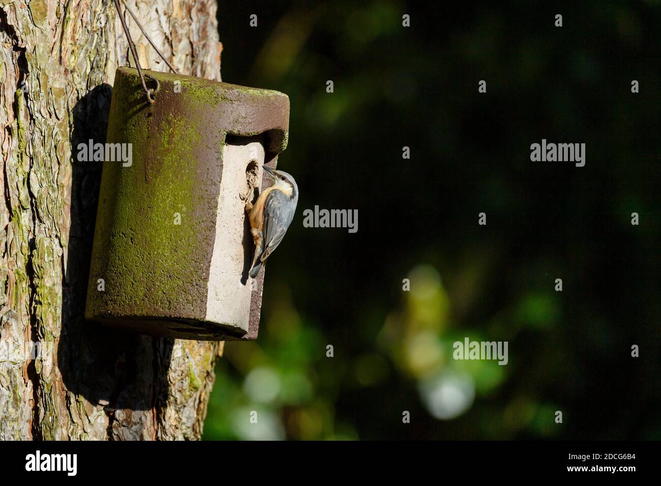 Close-up of single small nuthatch (garden bird) clinging to tree-hanging nest box by entrance hole (stripe, beak, claws) - West Yorkshire, England, UK Stock Photo