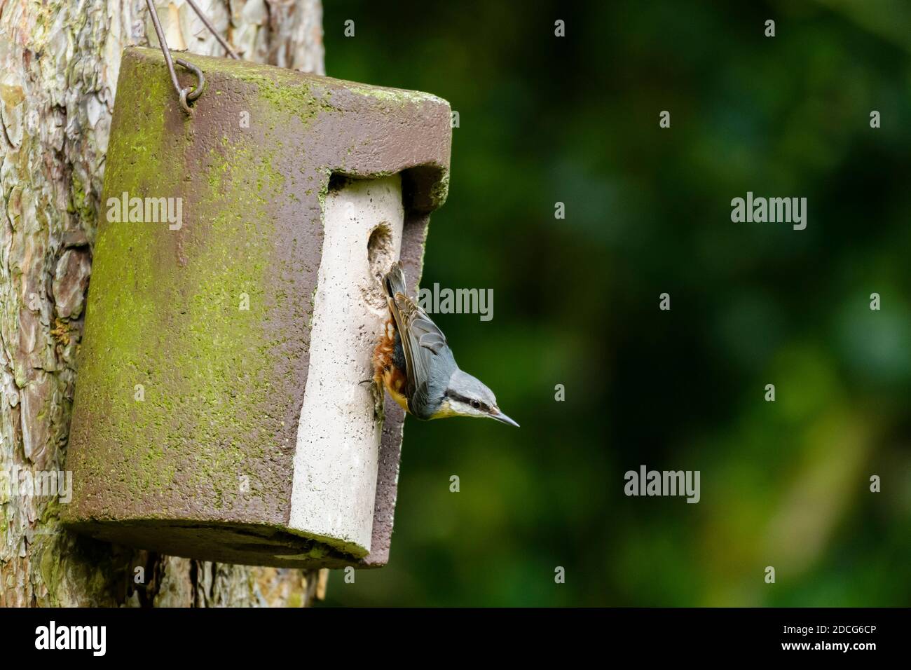 Close-up of single, small nuthatch (garden bird) clinging to tree-hanging nest box by entrance hole (eye-stripe & beak) - West Yorkshire, England, UK. Stock Photo