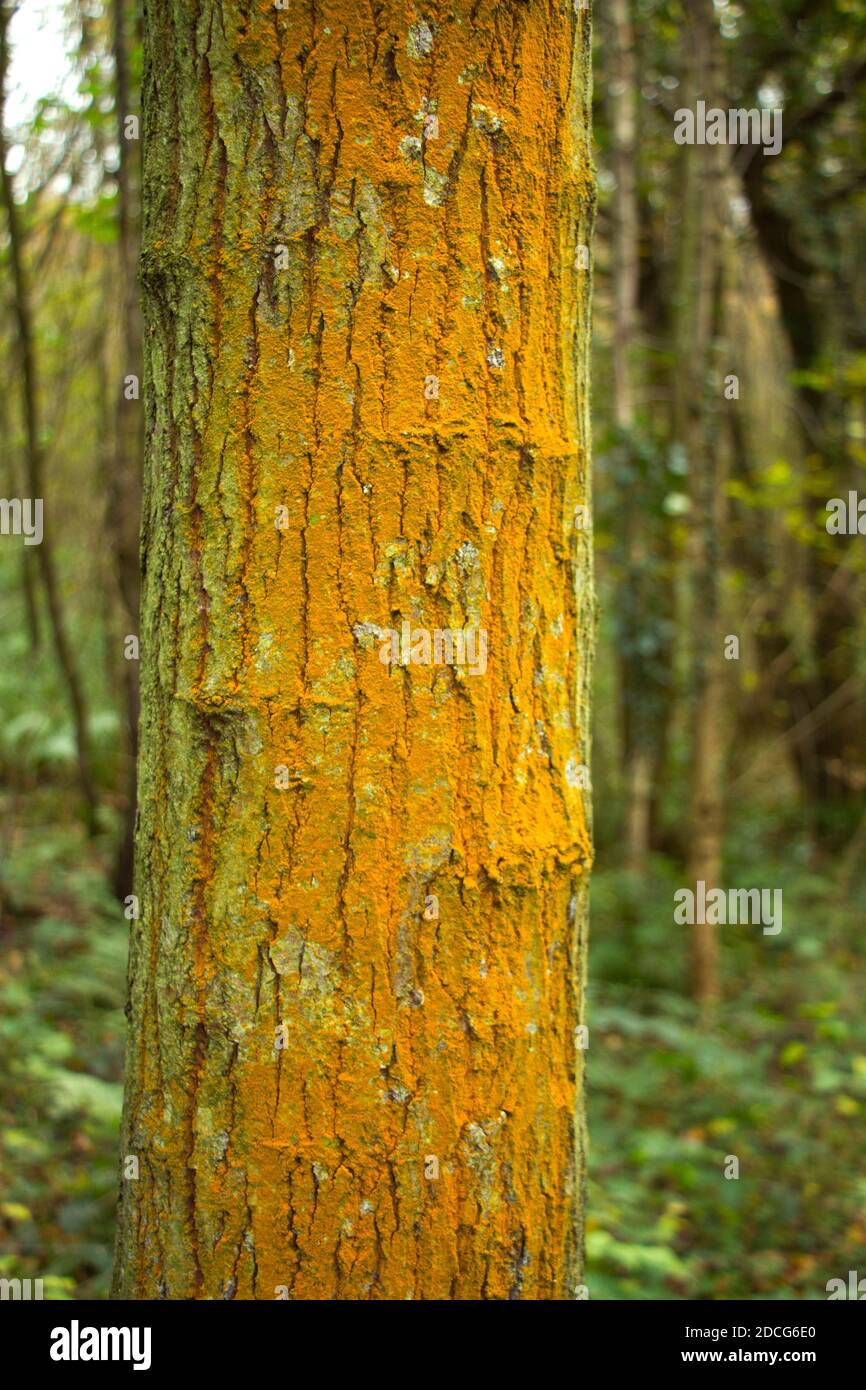 One of the best known and most common of the Lichen family, Orange Crust is found on a wide variety of surfaces from rocky seashores to tree bark Stock Photo
