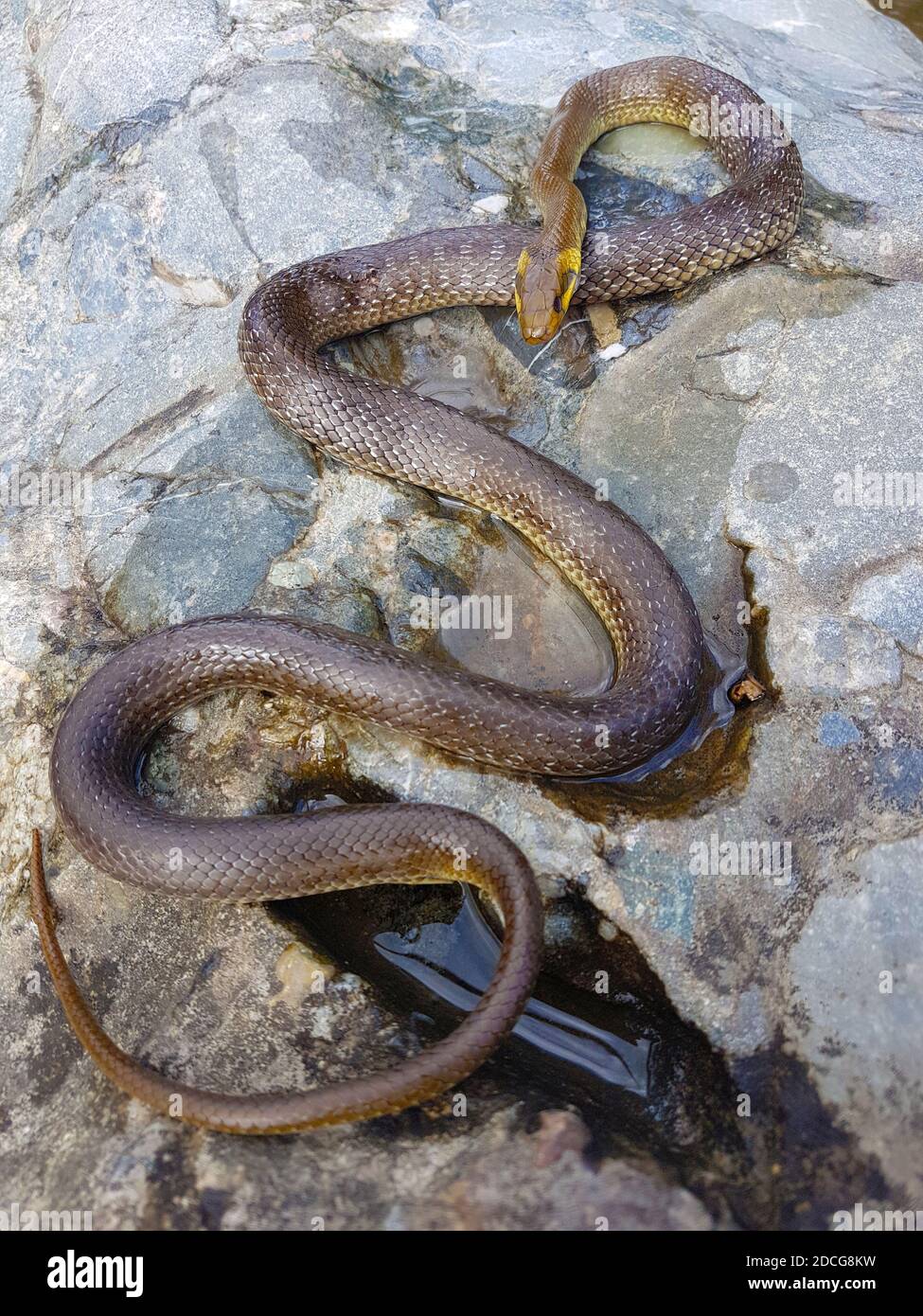 Snake in nature waiting for food. Poison extraction from snake for drug