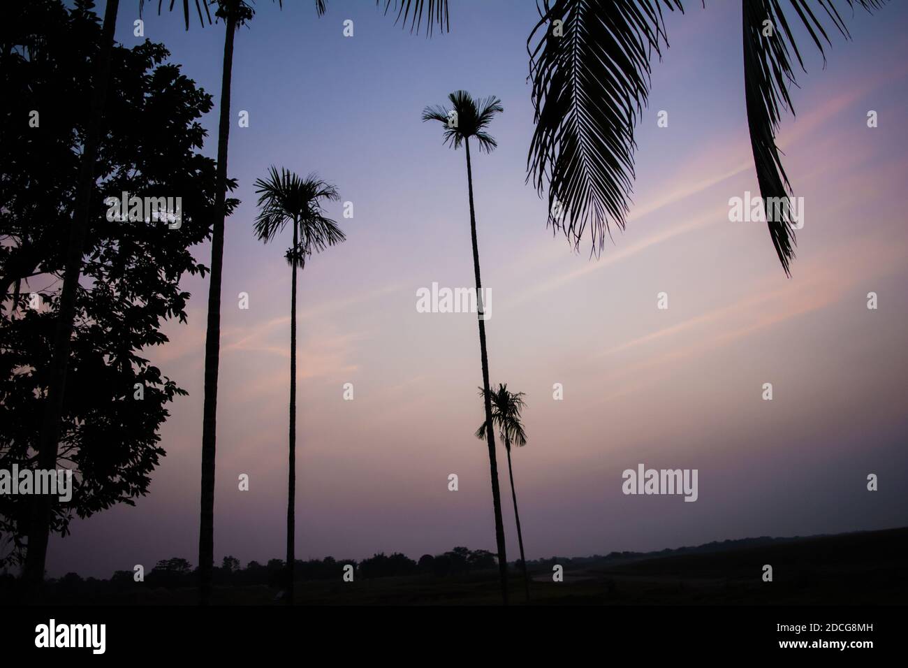 betelnut trees in Assam, India. betelnut farming in village of North