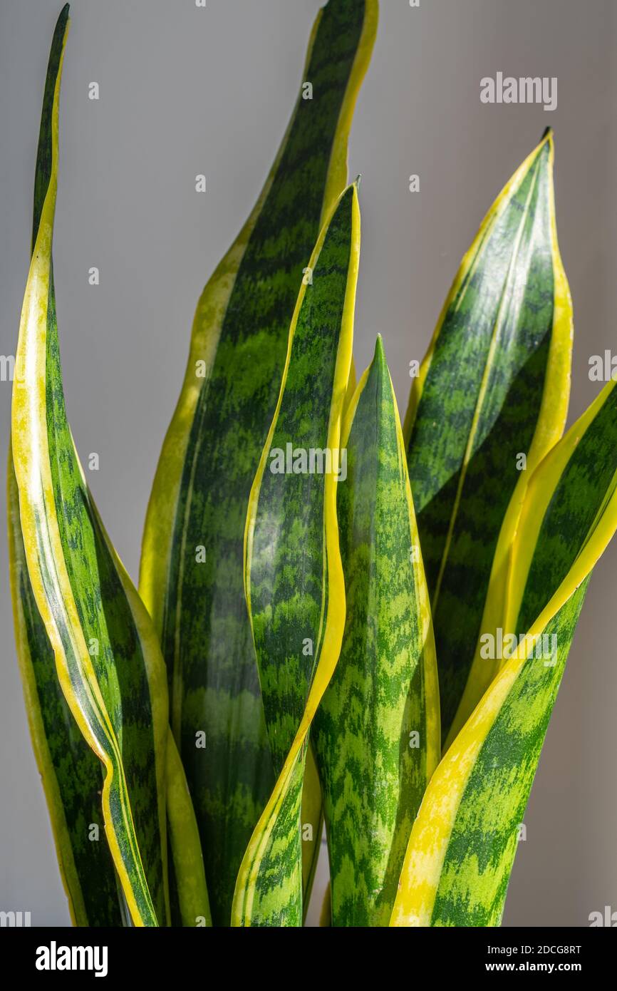 stechpalmen ähnliche pflanze Ilex crenata main image 1