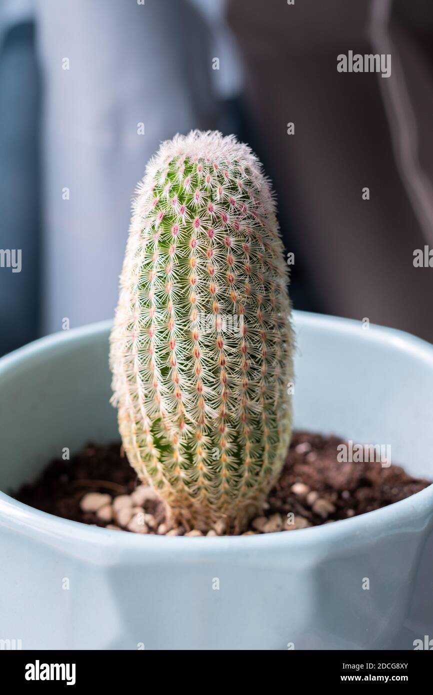 Rainbow hedgehog cactus (Echinocereus rigidissimus rubispinus) Stock Photo