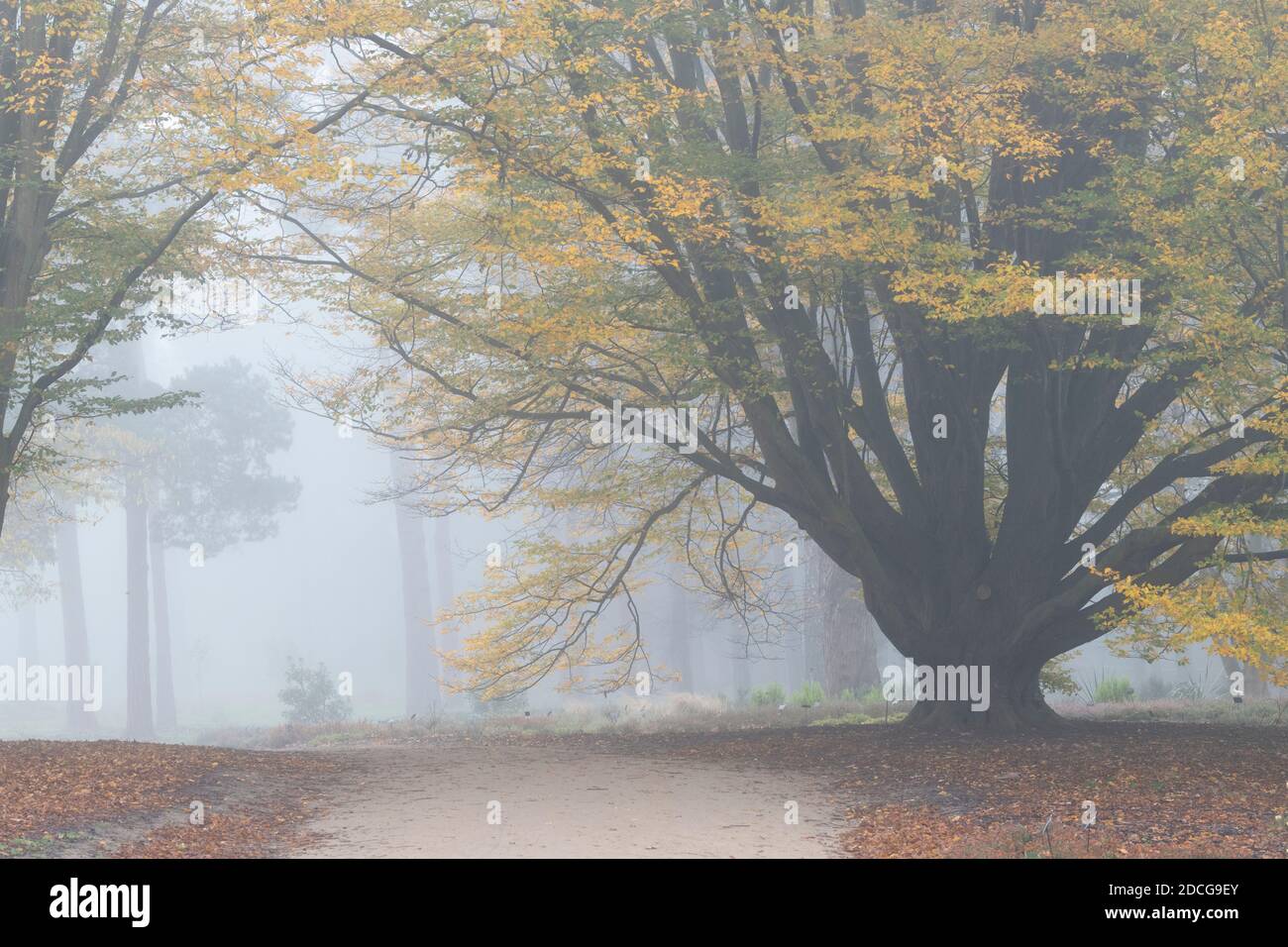 Carpinus betulus ‘Fastigiata’. Hornbeam 'Fastigiata' in autumn fog at RHS Wisley Gardens, Surrey, England Stock Photo