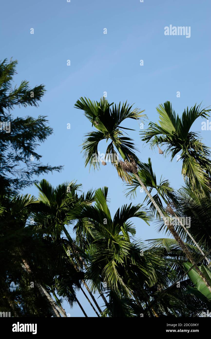 betelnut trees in Assam, India. betelnut farming in village of North