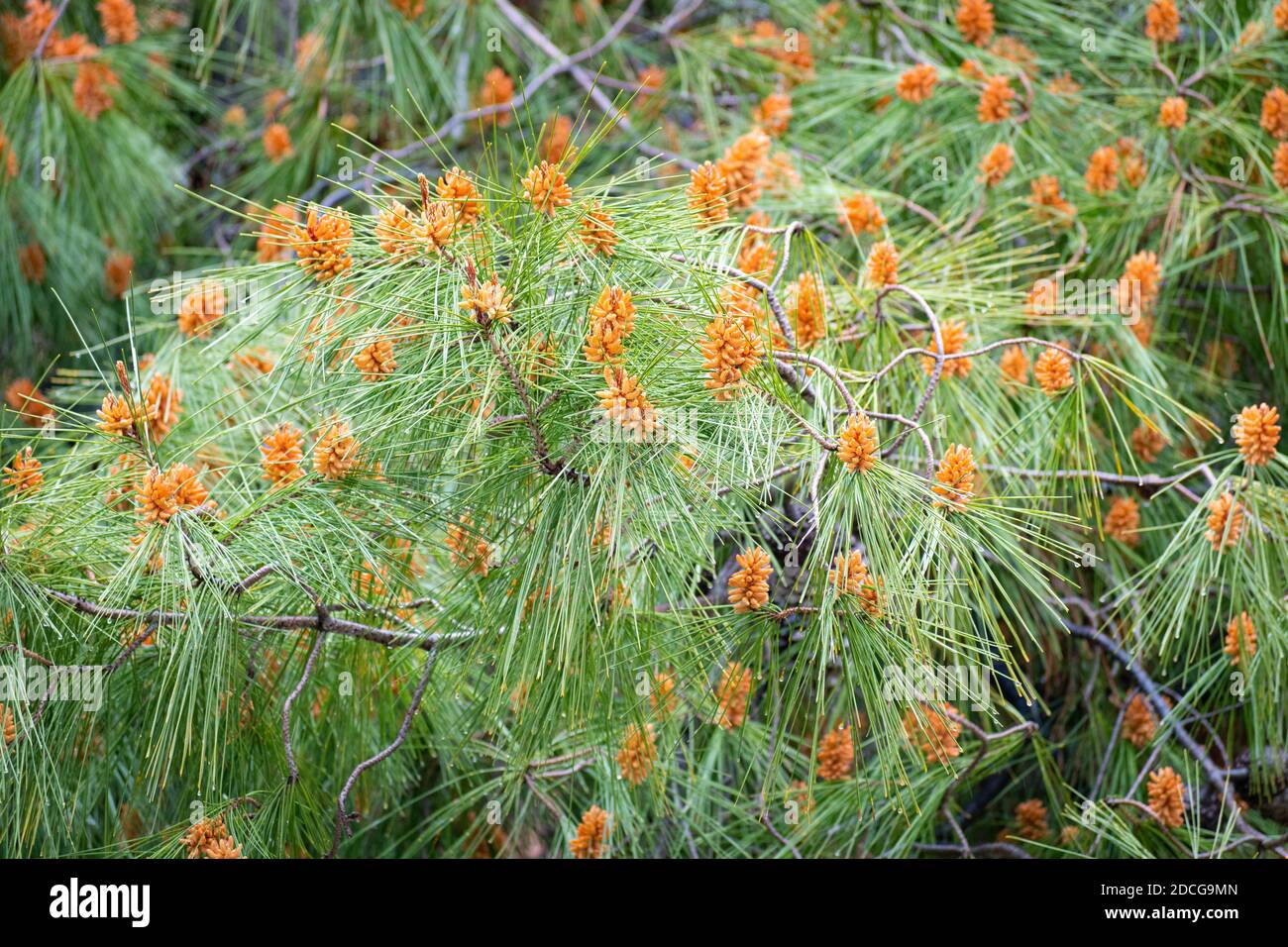 Pinus halepensis (common pine) female cones at spring ready to receive pollen Stock Photo