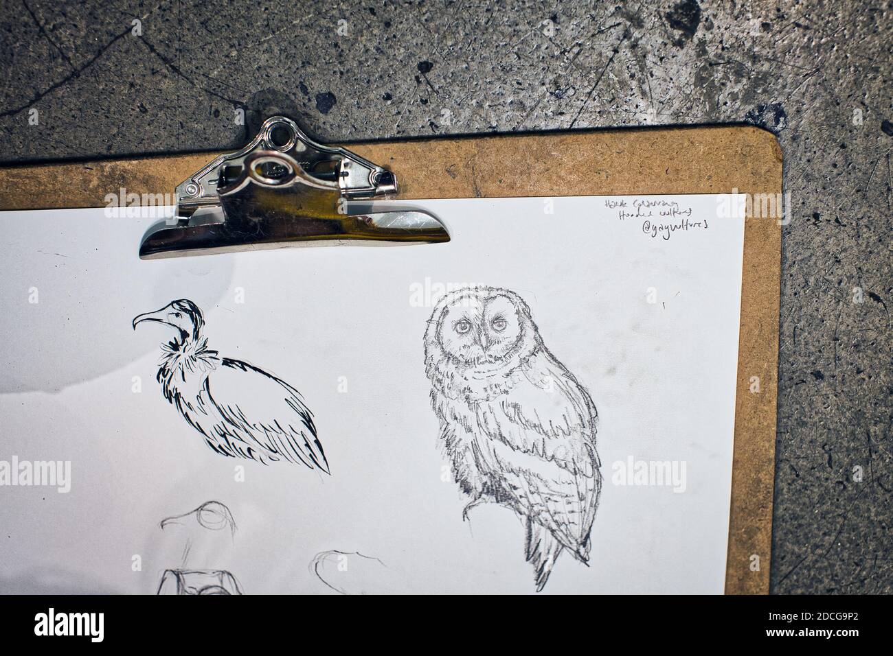 GREAT BRITAIN / England / London / Wild Life Drawing , life drawing