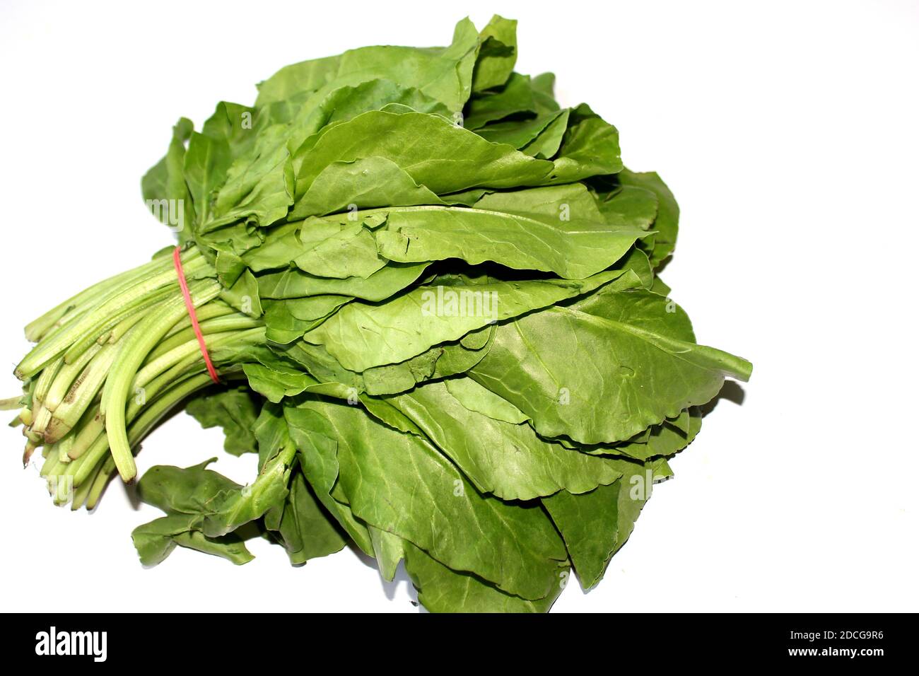 Palak plant hi-res stock photography and images - Alamy