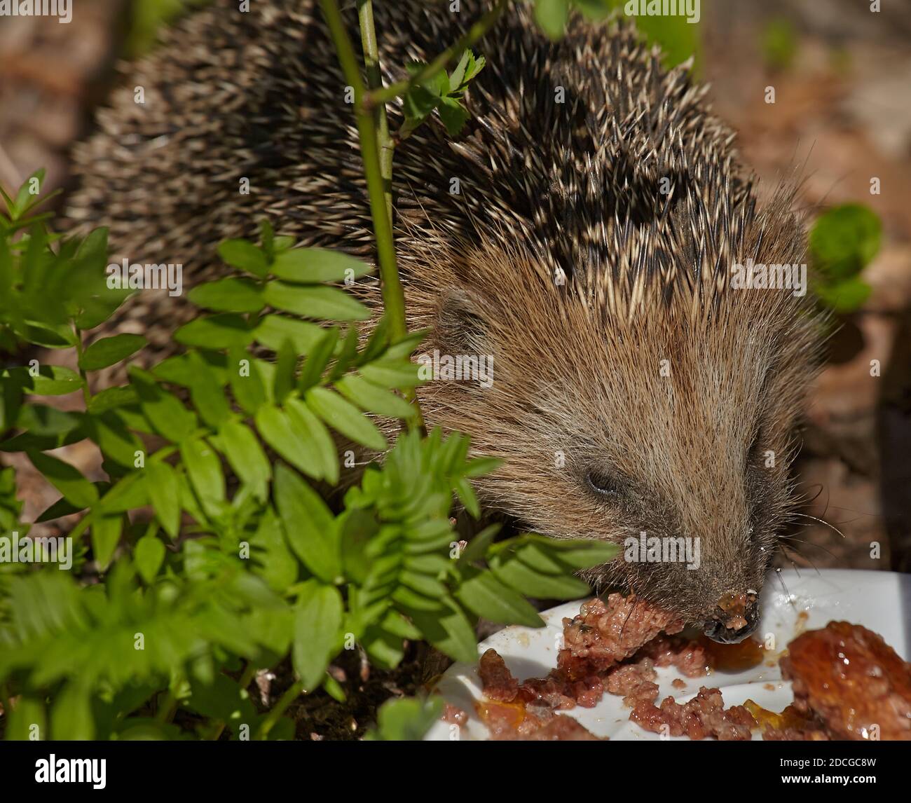 Hedgehog in a hedge hires stock photography and images Alamy