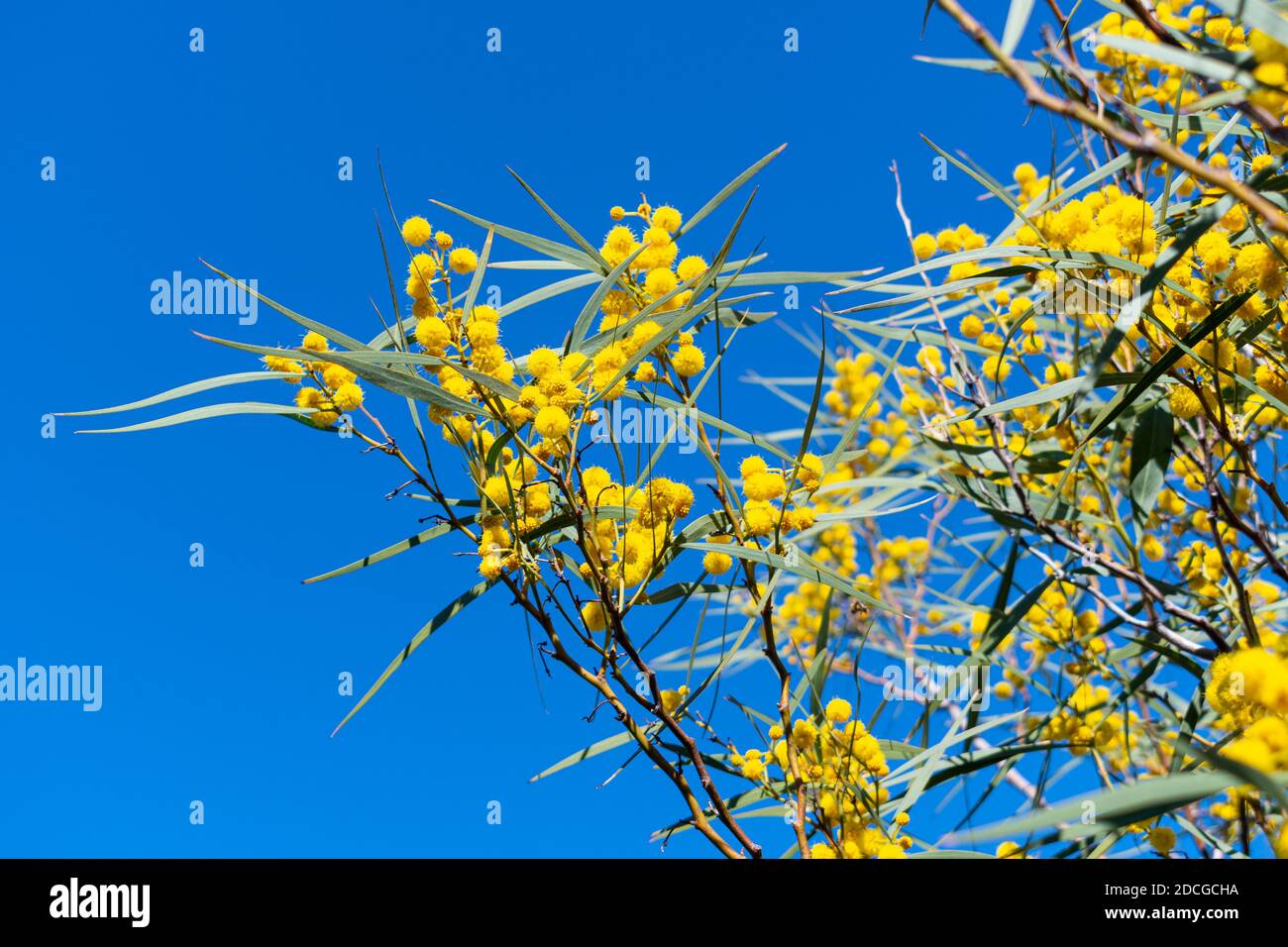 Acacia Saligna (Acacia cyanophylla,  coojong, golden wreath, orange wattle, blue-leafed, Western Australian golden, Port Jackson willow) branch in ful Stock Photo
