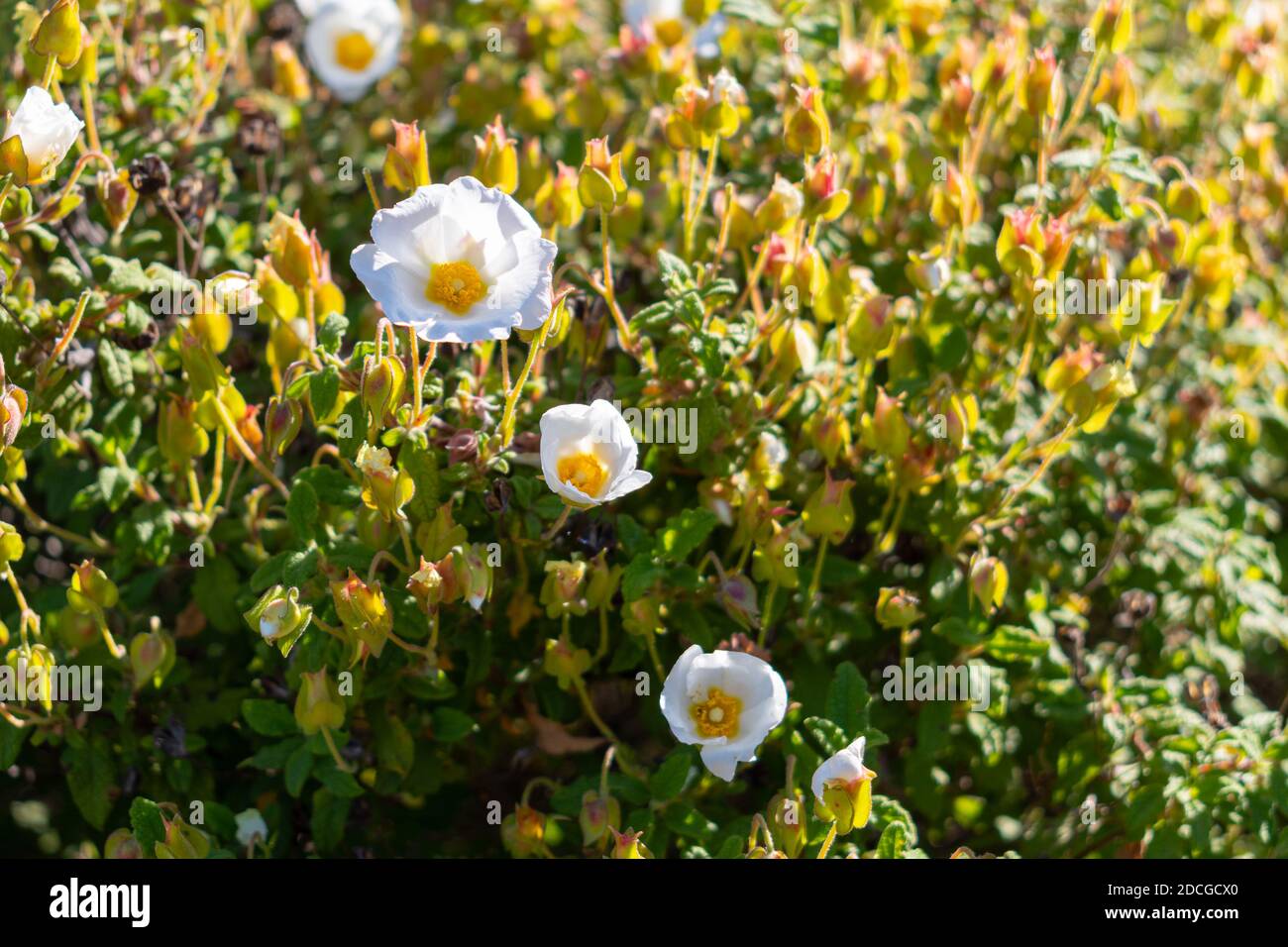 Cistus salvifolius (sage leaved rock rose, salvia cistus, Gallipoli rose) flowers Stock Photo