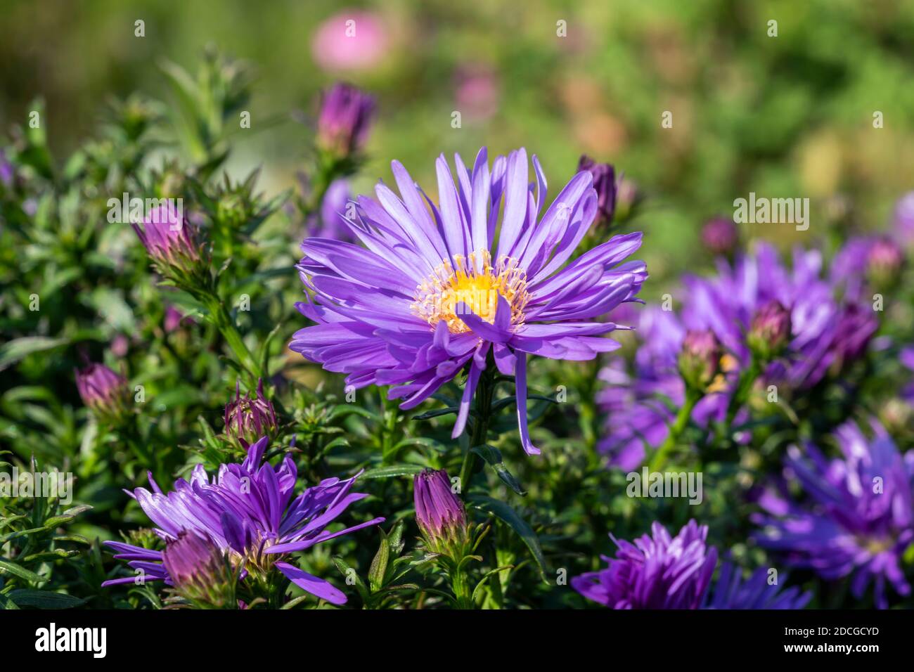 Aster 'Herfstweelde' (Autumn Wealth) a lavender blue herbaceous perennial summer autumn flower plant commonly known as Michaelmas daisy, stock photo i Stock Photo