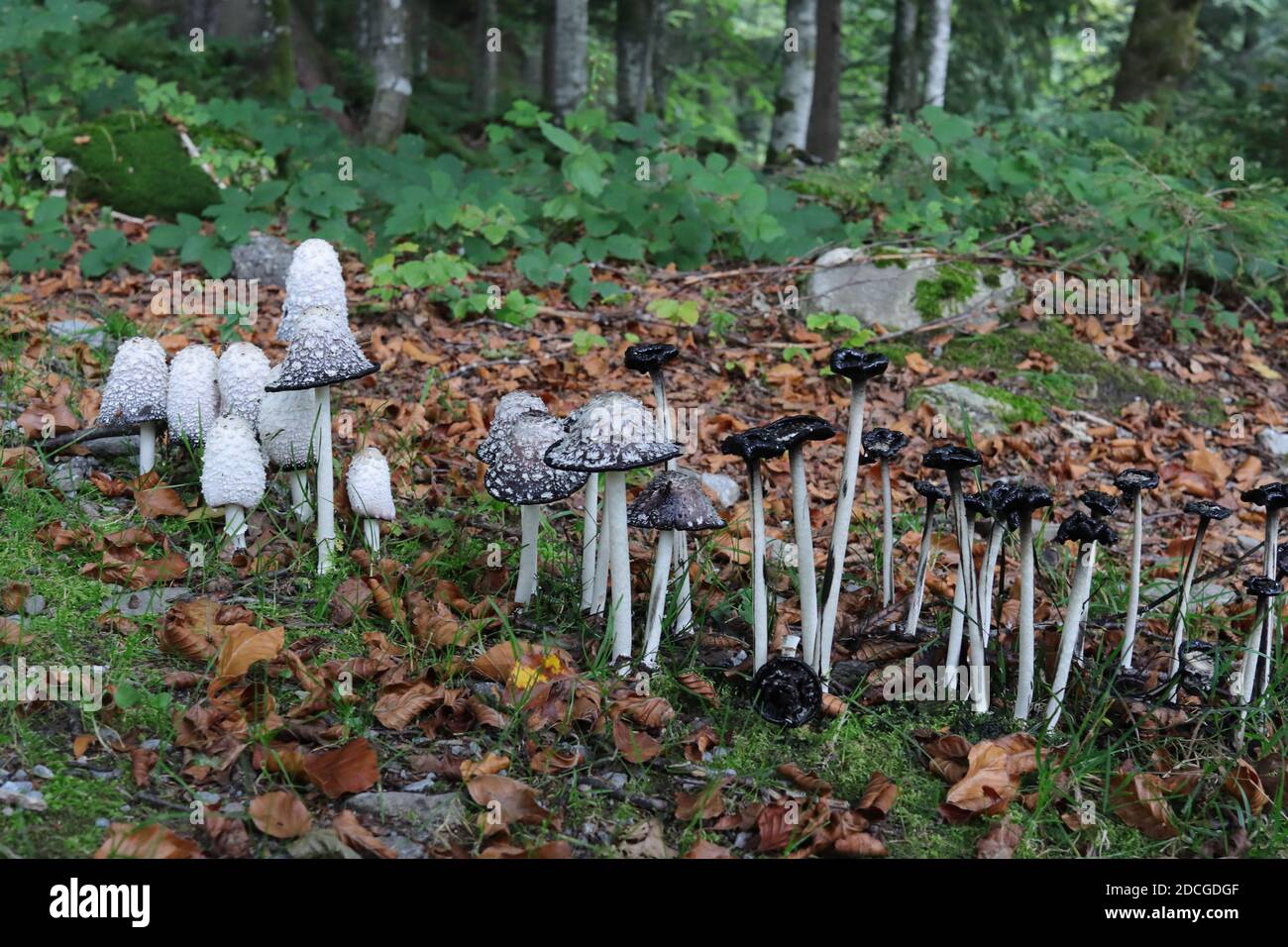 Younger (left) and older (right) stages of shaggy ink cap (Coprinus comatus) fungi in an European forest. Stock Photo