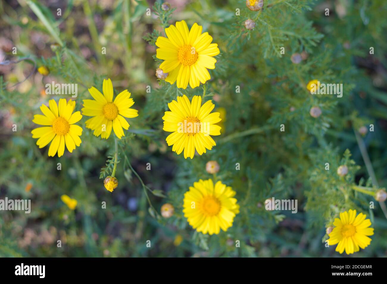 Crown daisies (Glebionis Coronaria) blossom top view Stock Photo