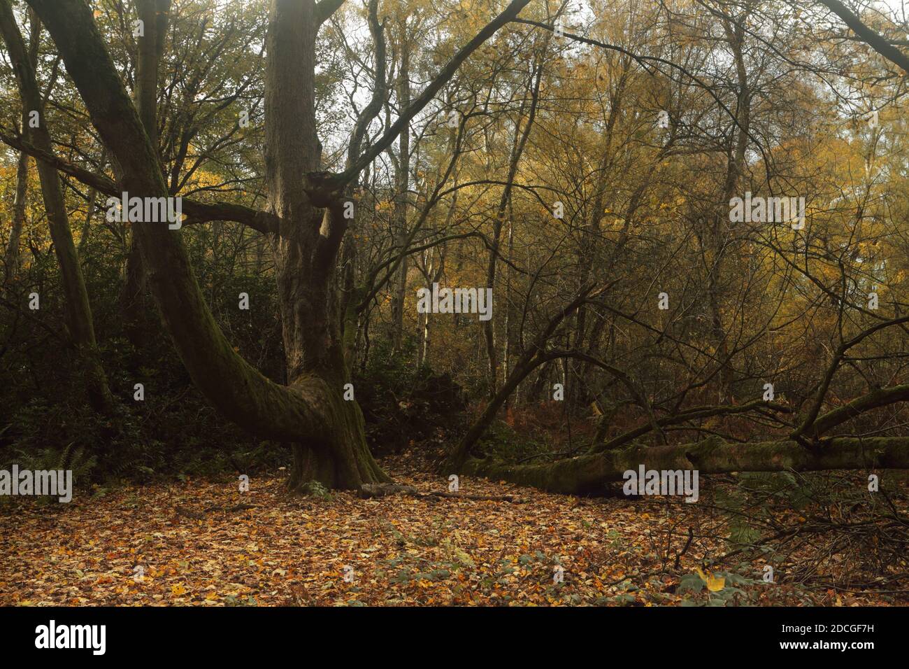 The batany hi-res stock photography and images - Alamy