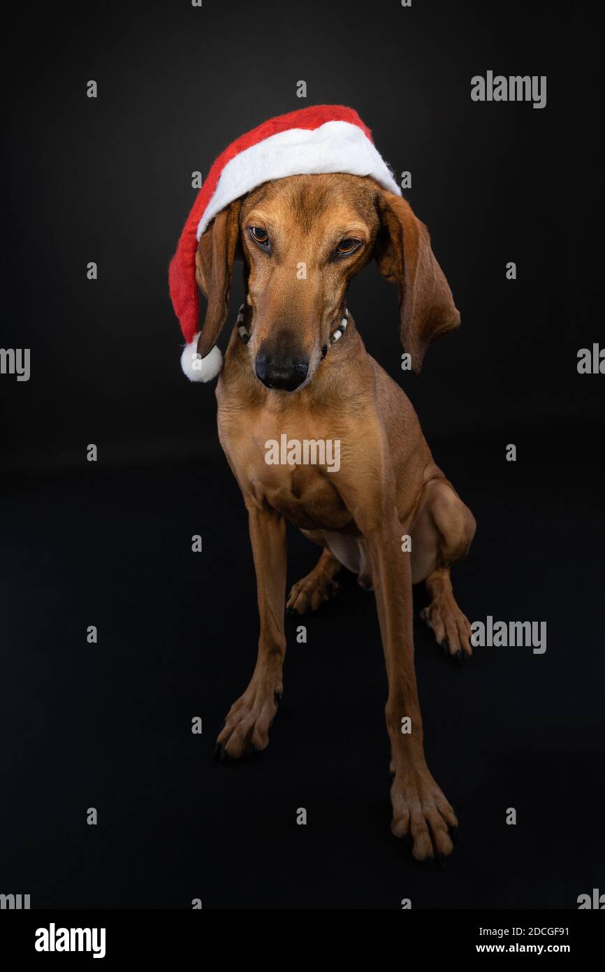 Cute full body Christmas studio portrait of a brown Segugio Italiano dog wearing a red Santa hat on a black background. Stock Photo
