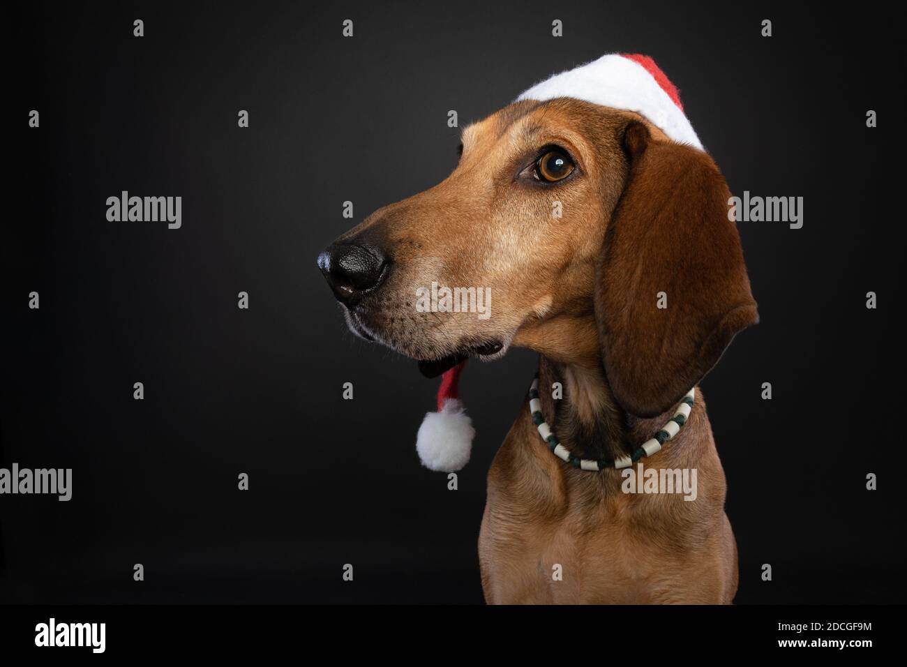 Christmas studio portrait of a brown Segugio Italiano dog looking sideways and wearing a red santa hat on a black background. Stock Photo