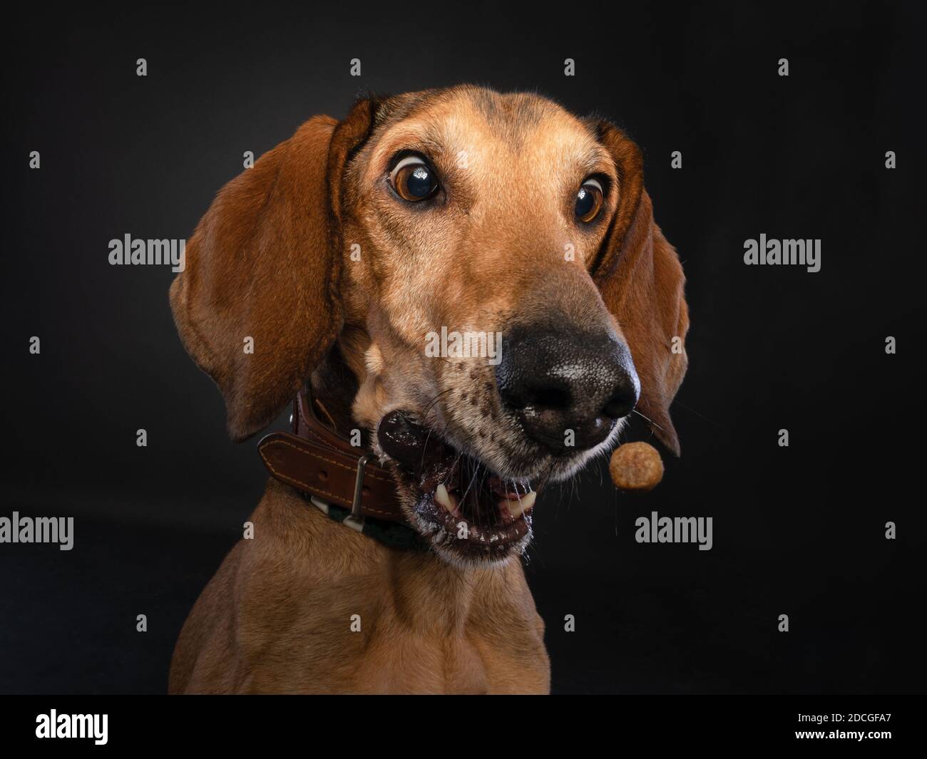 Close up studio portrait of a brown Segugio Italiano dog making a funny face while catching a treat. Stock Photo