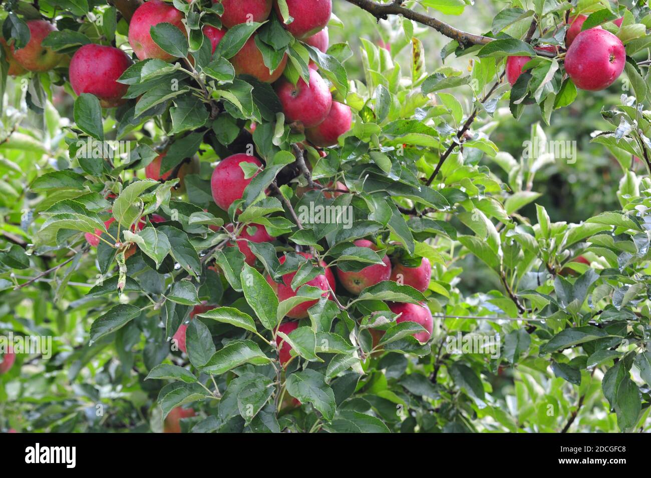 Apple tree photos hi-res stock photography and images - Alamy