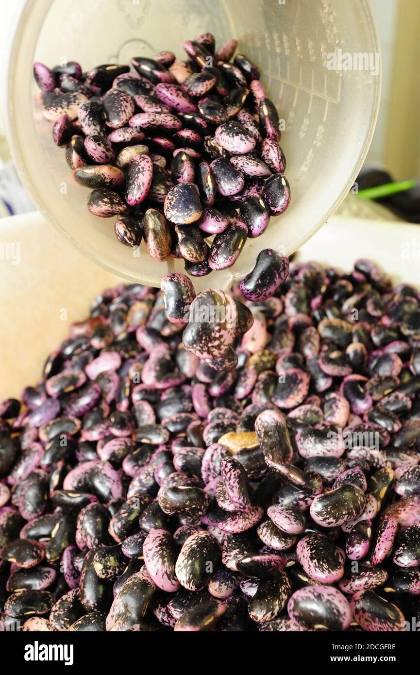 pouring raw runner beans in a big bowl before cooking Stock Photo Alamy