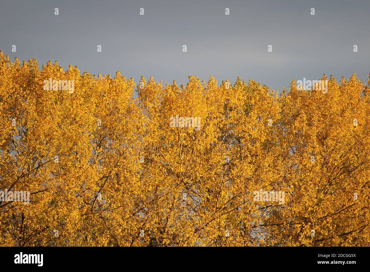 Gold trees hi-res stock photography and images - Alamy