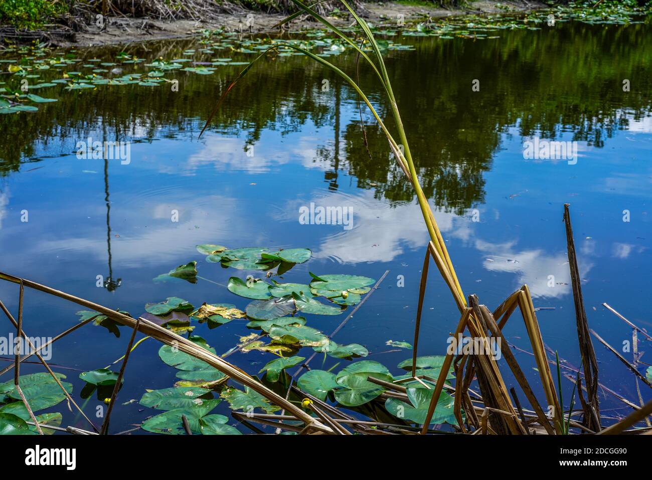 A small pond near our hotel with lily pads, cattails, and beautiful reflections. Stock Photo