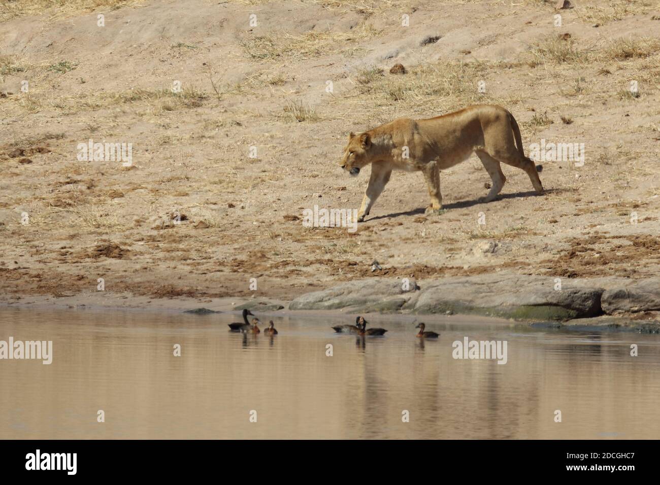 Afrikanischer Löwe / African Lion / Panthera leo Stock Photo