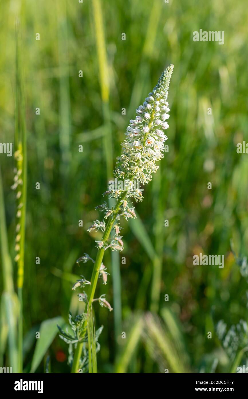 Reseda alba (white mignonette) flower Stock Photo