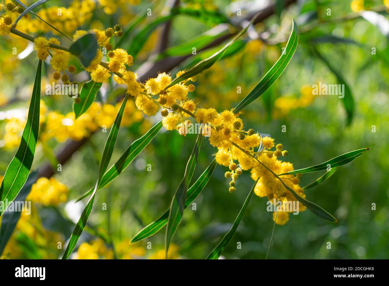 Acacia Saligna (Acacia cyanophylla,  coojong, golden wreath, orange wattle, blue-leafed, Western Australian golden, Port Jackson willow) branch in ful Stock Photo
