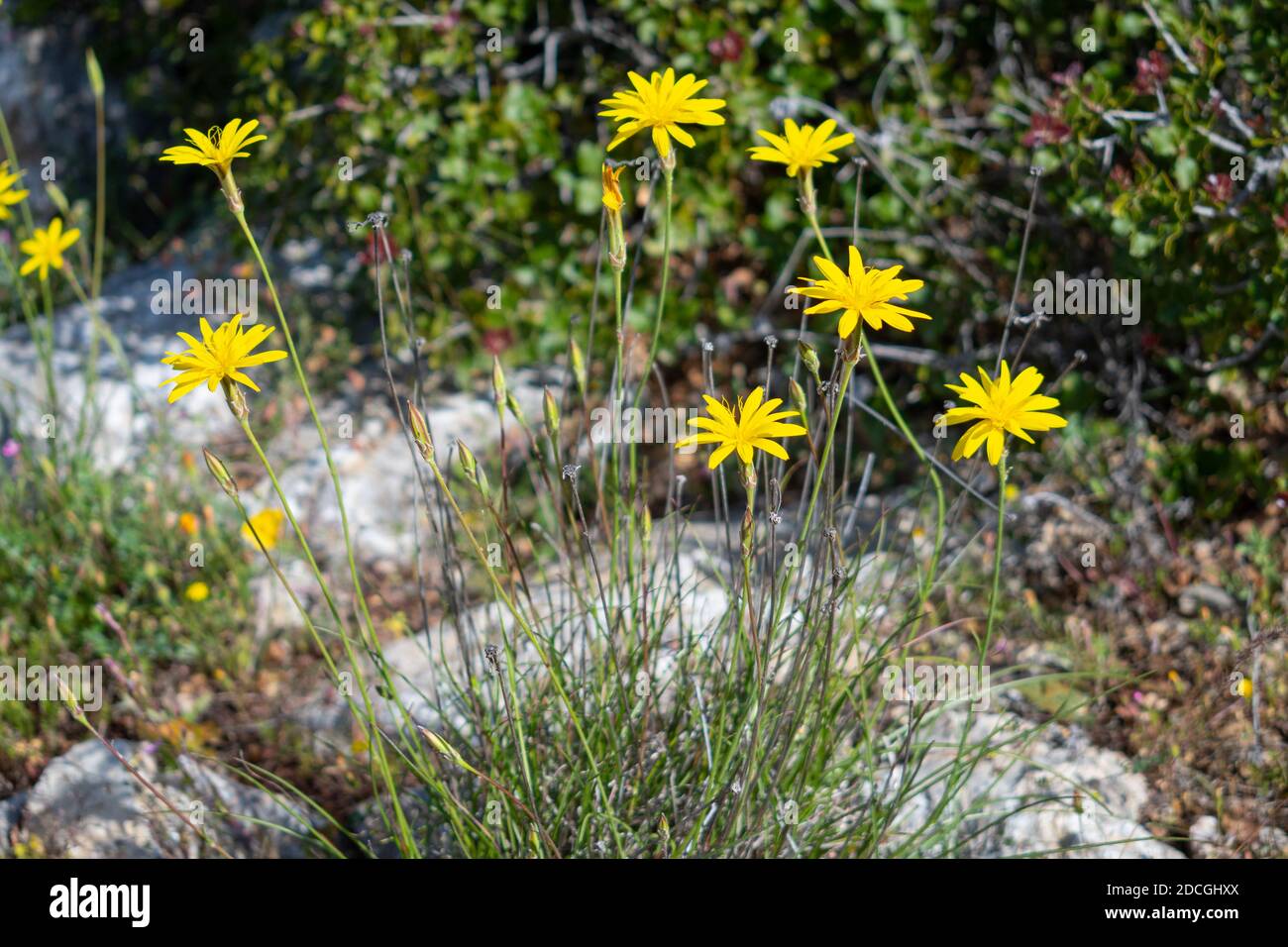 Scorzonera crocifolia wildflowers in natural environment Stock Photo