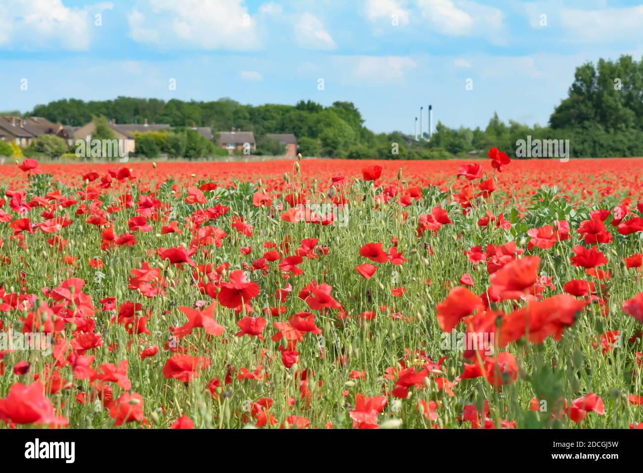 Poppy remembrance flower field hi-res stock photography and images - Alamy